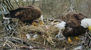 Удивительные животные 2 сезон 2 серия «Хищные птицы» (документальный сериал, 2021)