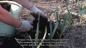 Секреты ухода за озимым чесноком весной
