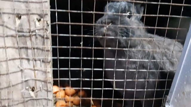 Игра на фортепьяно, река-Москва, дача, кролики и куры, котлеты из них...- Katipunich смотреть онлайн