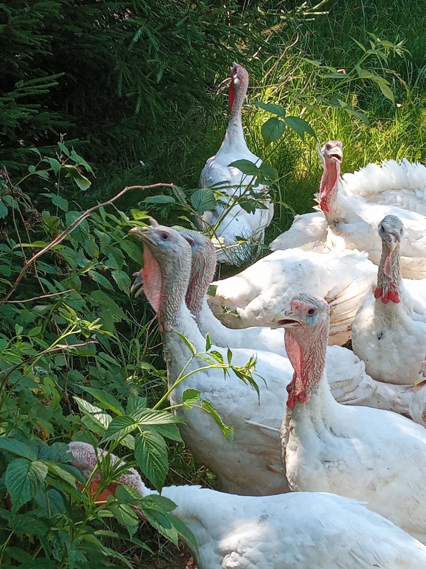 Почему индюшки? смотреть онлайн