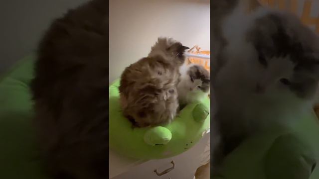 Лунтик?!?!? смотреть онлайн