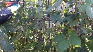 Уход за ежевикой осенью: обрезка и подготовка к зиме