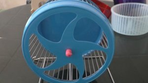 ХОМКИ. Беговое колесо для сирийского хомяка. Позор производителям