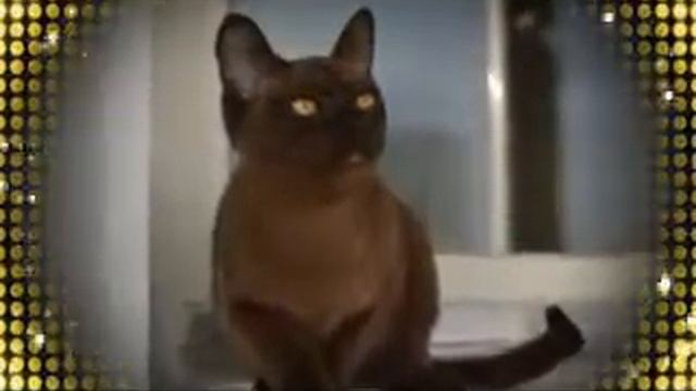 Burma cats смотреть онлайн
