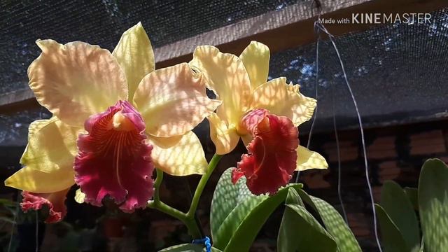 VEJA A FLORAÇÃO DA MINHA ORQUÍDEA CATTLEYA...LINDA E PERFUMADA💗💗💗💗