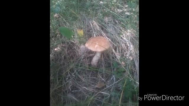 Грибы которые мы собирали в 2018 году. смотреть онлайн