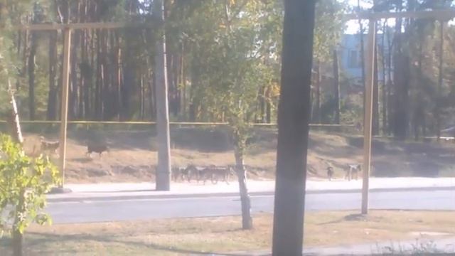 Стая собак наводит ужас на жителей Сызрани смотреть онлайн