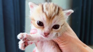 НА КОГО ПОХОЖИ ГИБРИДНЫЕ КОТЯТА? / Рыси выходят на прогулку / Сингапурская кошка гоняет собаку