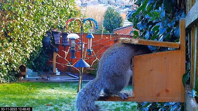 Кормушка открылась только в 10.48 и белочка устроила перекус#Garden in Sheffield смотреть онлайн