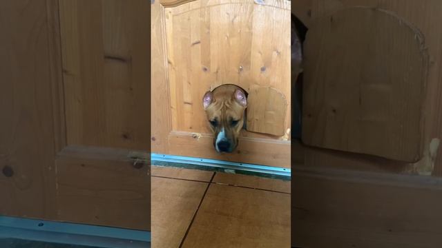 ??Кто где?? #собаки #стафф #питбуль #приколысживотными #dog #shorts #юмор #такса смотреть онлайн