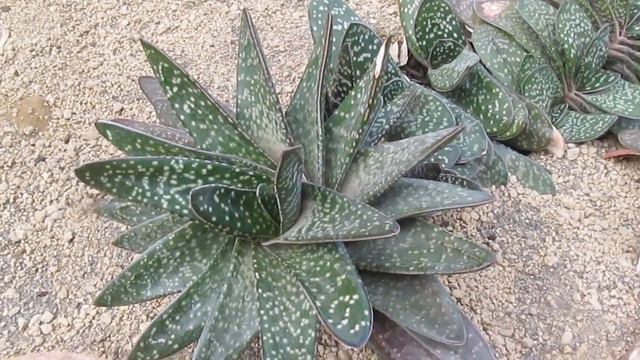 Succulents: Gasteria Maculata смотреть онлайн