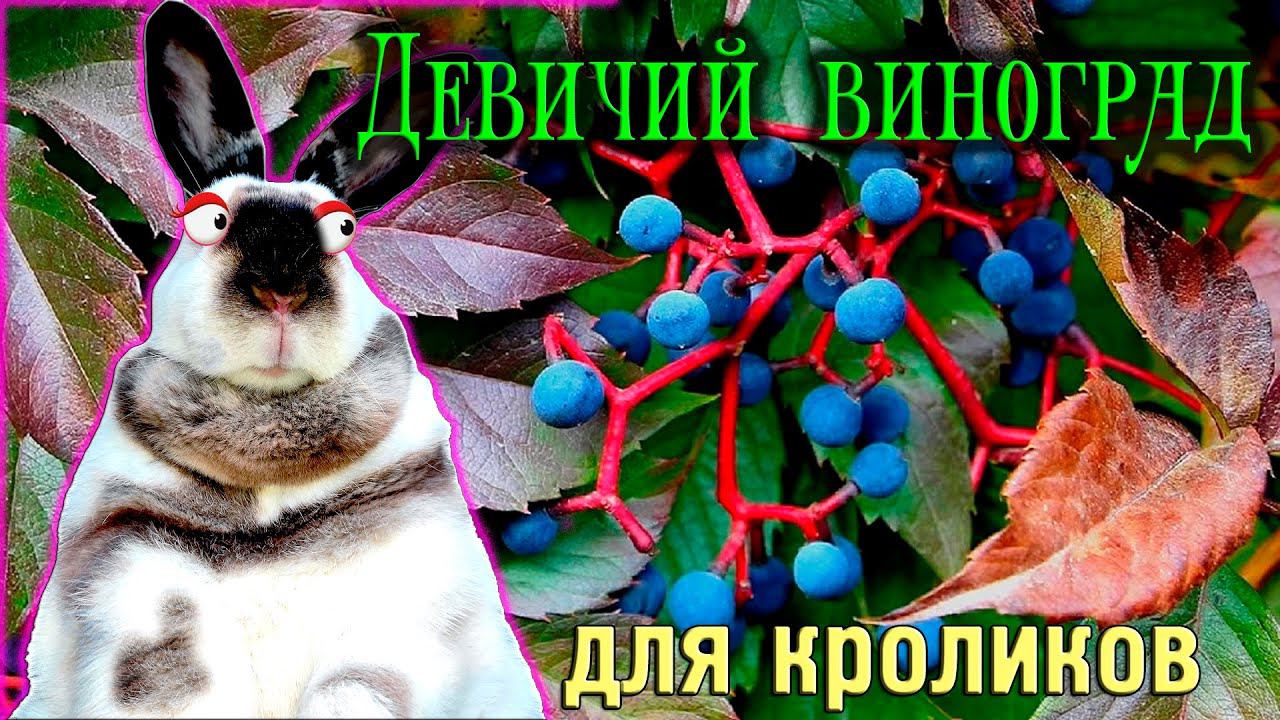 Девичий виноград кроликам смотреть онлайн
