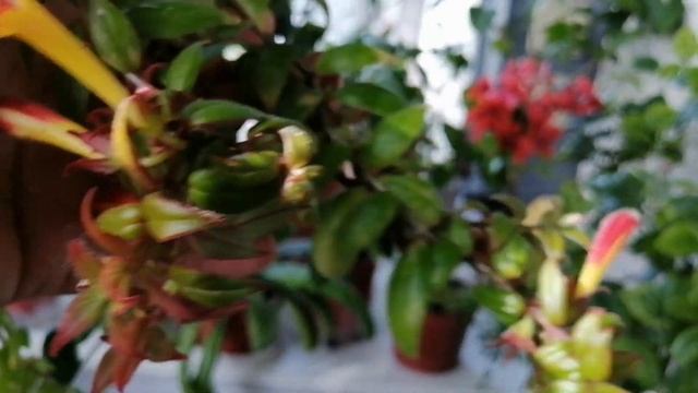 Всем любителям цветущих комнатных растений смотреть онлайн