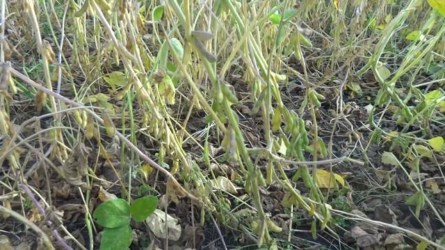 Соя. Норма высева 100 тыс.шт./га. Проблема ультра низкой нормы. смотреть онлайн