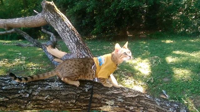Purina My Great Cat Adventure