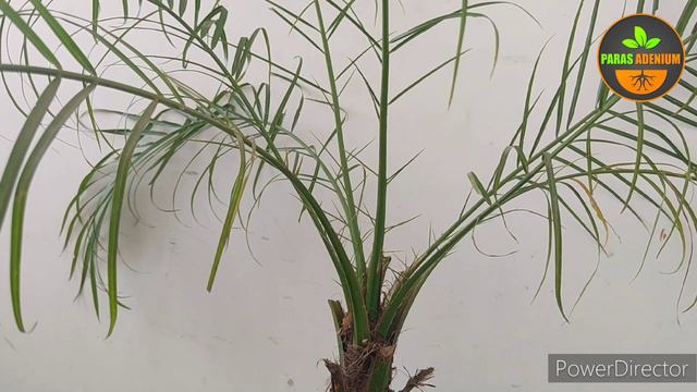 All About Phoenix Robelinii Plant's Care Tips смотреть онлайн