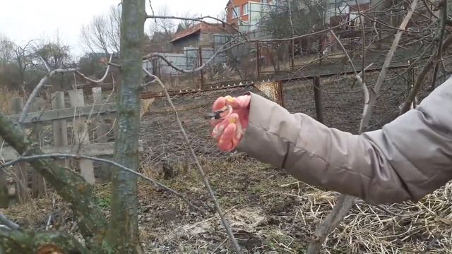 Слива Опрыскивание сливы в марте смотреть онлайн