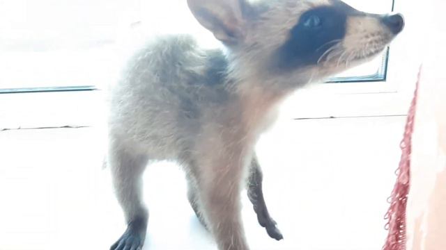 Домашний енот. Raccoon Eve. Маленький енот. смотреть онлайн
