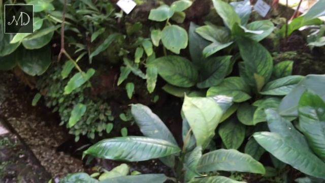 Ботанический сад Мюнхена смотреть онлайн