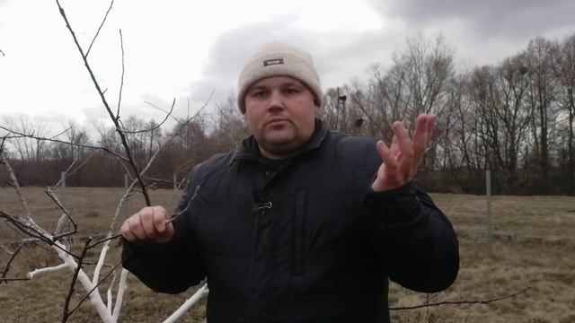 Опрыскивание сада железным купоросом ранней весной. Польза железного купороса. смотреть онлайн