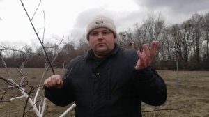 Опрыскивание сада железным купоросом ранней весной. Польза железного купороса.