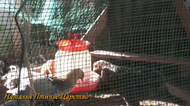 Цыплята Гриз Бар,третье поколение смотреть онлайн