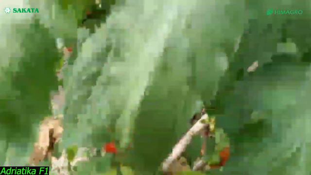 ЭНГ ЭРТАПИШАР АДРИАТИКА (Adriatika) F1 ҚИЗИЛ ПОМИДОР