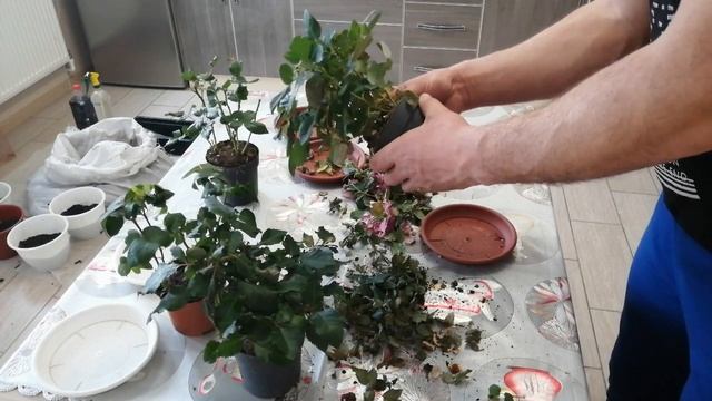 Розы КОРДАНА - как сохранить? смотреть онлайн