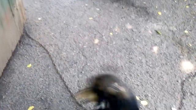 Моя собака Рокки смотреть онлайн