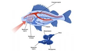 Рыбы / Хрящевые и костные / строение и жизнедеятельность
