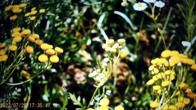 ДиСтрогая - !0 лет скрывала , что сосед влюблен в нее .Наблюдательный  пункт на  втором этаже .