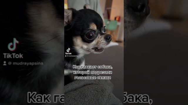 #собаки #моясобака #собачники #приколыживотные смотреть онлайн