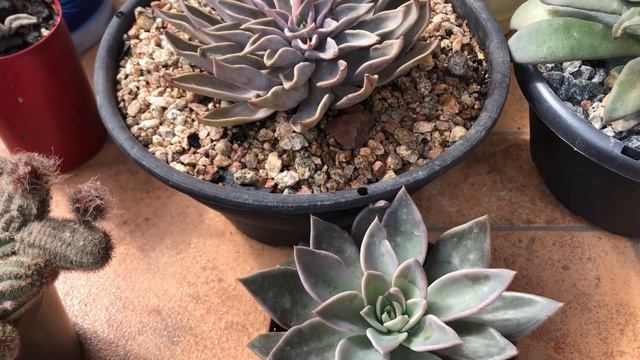 SUCULENTAS QUE FICAM COM AS ROSETA BAIXAS/SAIBA QUEM SÃO E COMO DEIXAR ELAS COMPACTAS смотреть онлайн