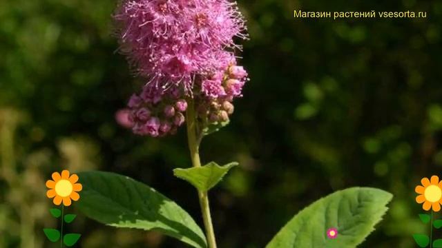 Спирея иволистная. Краткий обзор, описание характеристик, где купить саженцы Spiraea Salicifolia