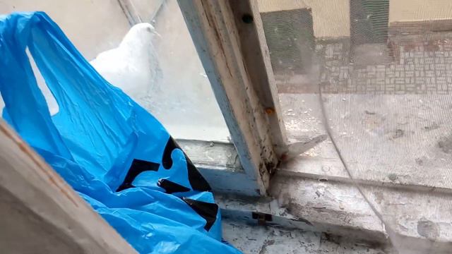 Голубка больше года прилетает. смотреть онлайн