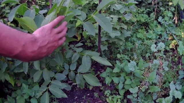 Грецкие орехи в Челябинске. Выращивание морозостойких грецких орехов без укрытия на зиму смотреть онлайн