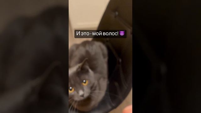 Великий день! #кот #котики #справедливость #возмездие смотреть онлайн