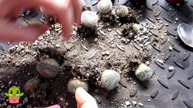 Transplanting Cactus Seedlings | How & When to do it #cactus #cacti смотреть онлайн