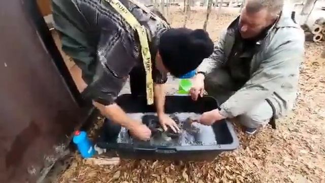 Цаплю отмывают от мазута смотреть онлайн