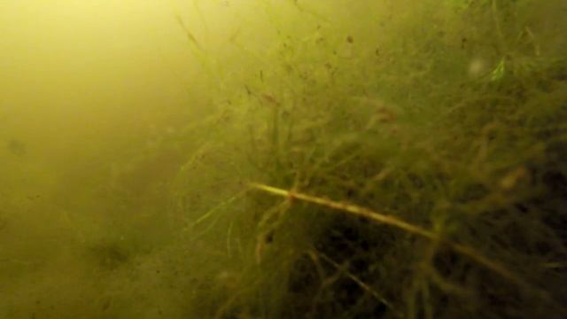 Отчёт о рыбалке в июне на карася, с геркулесом смотреть онлайн