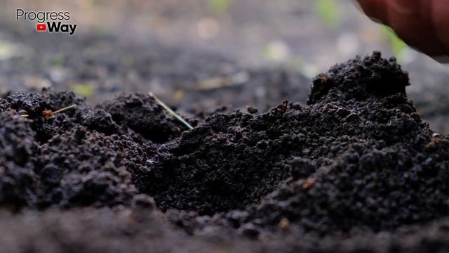 ОБАЛДЕННЫЙ СПОСОБ ПРОРАЩИВАНИЯ СЕМЯН БЫСТРЫЕ ВСХОДЫ ГАРАНТИРОВАННЫ смотреть онлайн