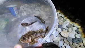 ПЕРВАЯ РЫБАЛКА на Черном море! КАК ЛОВИТЬ в Анапе летом?