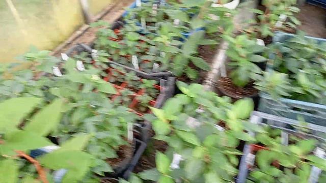 22.09.23г Обзор саженцев этого года.🌿🌿🌿🌿🌿🌿🌿 смотреть онлайн
