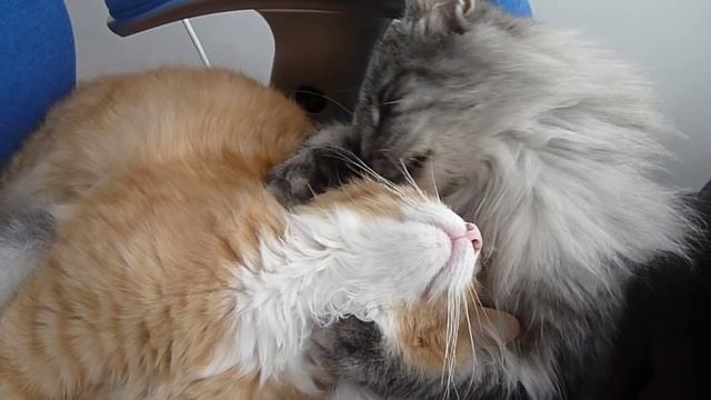 Cute Norwegian Forest Cats Cleaning Each Other смотреть онлайн
