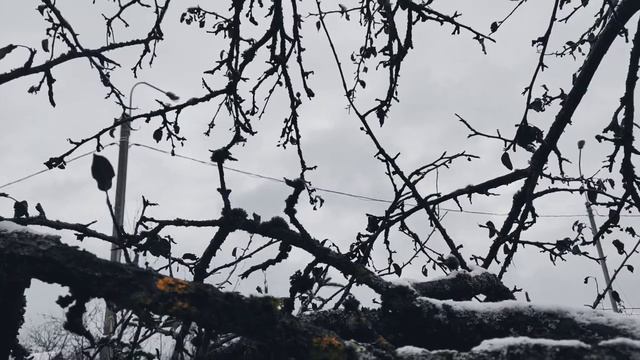 VID 20231114 152421 Кто может, мой Байель...(Жоашен Дю Белле)...Павел Васильев Лахтинский смотреть онлайн