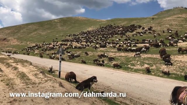 Отары из Шахритуза и Регара на перегоне, аборигенные САО Таджикистана смотреть онлайн