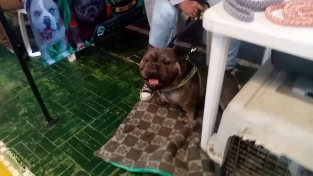 American Bully XL Standard Pocket Exotic Pitbull y más / Evento nacional Oruro #orurobulls смотреть онлайн