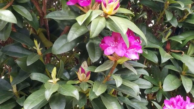 Flowering tree смотреть онлайн