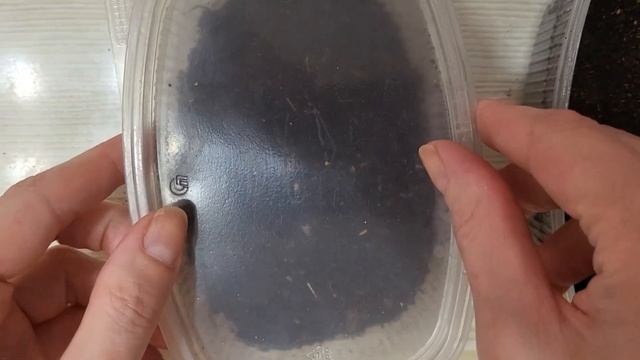 Готовь сани летом! СЕЮ МНОГОЛЕТНИКИ!!! Лиатрис, наперстянка, гипсофила и другие смотреть онлайн