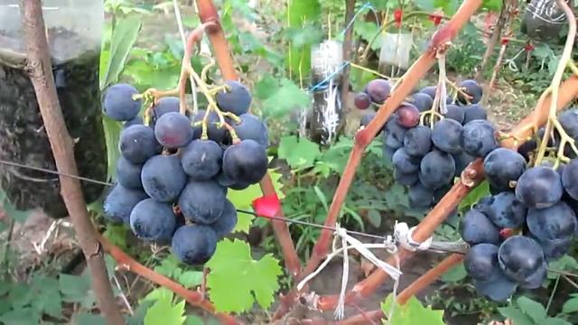 Гф винограда Руслан 2019 г смотреть онлайн